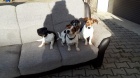 Jack Russell tata hledaj milujc nov domy