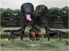 ttka Flat coated retriever s PP