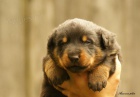 Beauceron, francouzsk ov