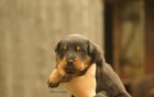 Beauceron, francouzsk ov