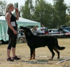 Beauceron, francouzsk ov