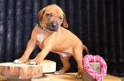 Rhodsk ridgeback / Rhodesian ridgeback - ttka s PP