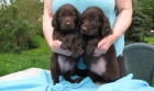 Flat coated retriever -tata s PP