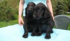 Flat coated retriever -tata s PP