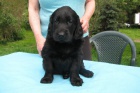 Flat coated retriever -tata s PP