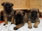 tata belgickch malinois zoufale hledaj nov domy