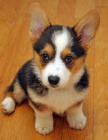 krsn tata Pembroke Welsh Corgi hledaj dobr domov