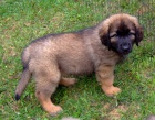 roztomil a roztomil ttka leonberger k dispozici