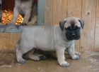 zdrav tata bullmastiff k dispozici