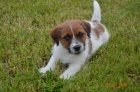 Jack Russell terir s PP - super cena