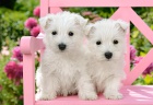 West Highland White Terrier tata