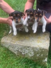 Krsn Jack Russell terir tata