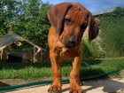 Rhodesian ridgeback - ttko s PP