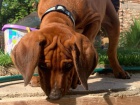 Rhodesian ridgeback - ttko s PP