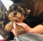 Jork��rsk� terier  �t�n�tka