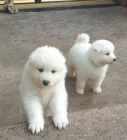 Samojed *tata* k adopci*