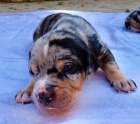 Louisinsk leopard pes Catahoula