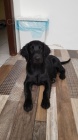 Flat coated retriever s PP