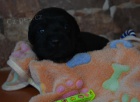 ttka labrador retrievera s PP