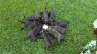 Bandog tata