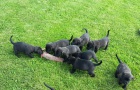 Bandog tata