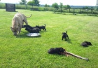 Bandog tata