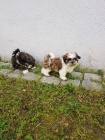 Shih Tzu tata pro re-Homing. . Nae lek Shih Tzu jsou naprosto ndhern ttka. Jsou neuviteln s barvami a velikostmi, hravmi taty Shih Tzu a jsou na svch snmcch aktuln