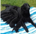 Flat Coated Retriever - nabzme tata s PP