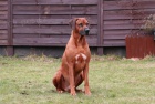 Rhodesian Ridgeback tata