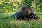 Flat Coated retriever-voln pejsci