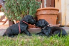 Flat Coated retriever-voln pejsci