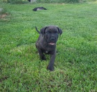 Americk bandog - nabdka tat