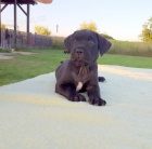 Americk bandog - nabdka tat