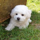 Bichon Frize tata mm - pro pijet