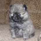 Nmeck pic trpasli/pomeranian