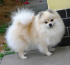 Nmeck pic trpasli/pomeranian