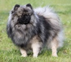 Nmeck pic trpasli/pomeranian