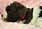 Lagotto Romagnolo