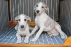 whippet mu a ena   tata pipraveni jt co nejdve do novch domov.