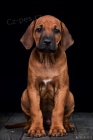 RHodsk Ridgeback s PP - ji k odbru