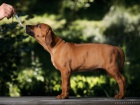 RHodsk Ridgeback s PP - ji k odbru