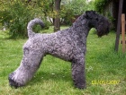 DARUJI PSA - BILL Z KEPELNKA  KERRY BLUE TERRIER s PP																					