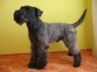 DARUJI PSA - BILL Z KEPELNKA  KERRY BLUE TERRIER s PP																					