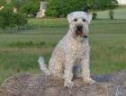 Wheaten hled nov domov