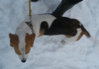 Ztratil se beagle