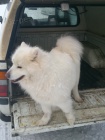 Bl pic / nebo samojed