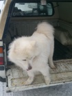 Bl pic / nebo samojed