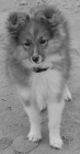 ztracen tn SHELTIE 