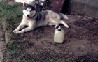 Ztracen Sibisk Husky