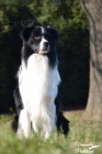 Ztratil se pes Border collie